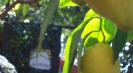 MInori villas for rent Casa dei Sogni, apartments vacation rentals MInori: Casa dei Sogni holiday in Amalfi Coast