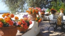 the garden